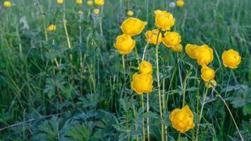 trollius europaeus jaune photo