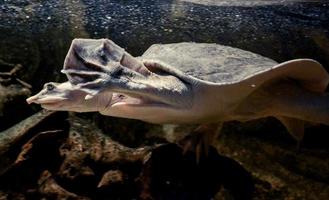 tortue nageant sous l'eau photo