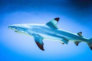 Carcharhinus melanopterus requin nageant sous l'eau, fond bleu photo