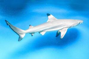 Carcharhinus melanopterus requin nageant sous l'eau, fond bleu photo