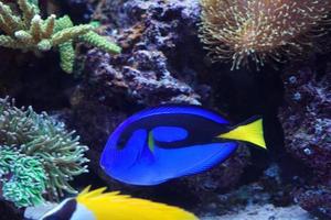 hippo tang et foxface rabbitfish nageant dans l'aquarium photo