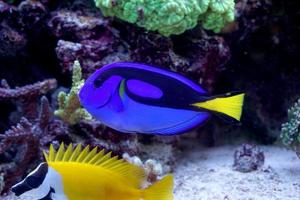 hippo tang et foxface rabbitfish nageant dans l'aquarium photo