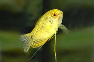 poisson gurami blanc et jaune nageant dans un aquarium domestique photo