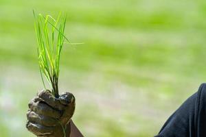 gros plan sur la main d'un homme asiatique tenir le riz avec de la boue sur sa main pour transplanter des plants de riz dans du riz paddy. photo