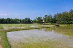 champ de rizière à angle sauvage à partir d'une caméra de drone, tirer entre un agriculteur asiatique transplanter des semis de riz dans la journée du ciel bleu. photo