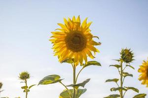 un beau tournesol sur fond naturel dans les rayons du soleil couchant. mise au point sélective. photo