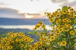 fleurs sauvages aux couleurs vives sur fond d'un beau coucher de soleil. Paysage naturel. ciel bleu et soleil jaune. paysage pendant le coucher du soleil. photo