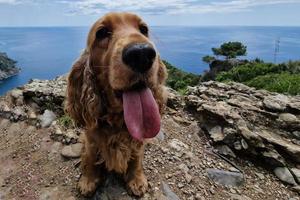 randonnée avec un chien cocker portofino sentier san fruttuoso au bord de la mer paysage photo