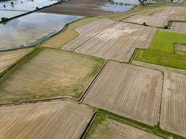 rizières cultivées en italie vue aérienne photo