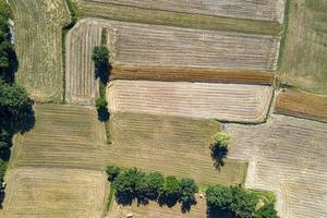 panorama de drone aérien de champs cultivés de blé mûr photo