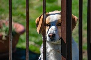 portrait de chien en cage vous regardant photo