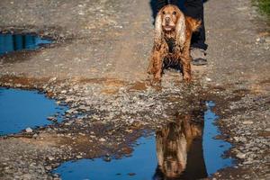 réflexion de chien sur une piscine photo