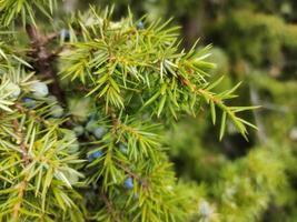 fond de branche de genévrier avec des branches de genévrier poussent photo