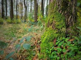 le tronc d'un arbre, recouvert de mousse verte photo