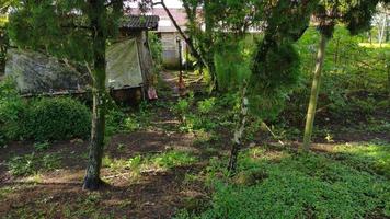 un poulet erre dans le jardin derrière la maison avec des arbres verts photo