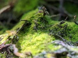 macrophotographie, mousse verte photo