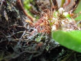 photo en gros plan de pousses de plantes sauvages