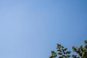 la cime des arbres et le ciel bleu clair photo