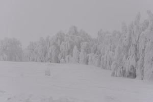 paysage de forêt de montagne par une journée d'hiver brumeuse photo