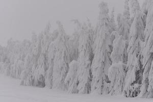 paysage de forêt de montagne par une journée d'hiver brumeuse photo