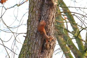 Curieux écureuil roux furtivement derrière le tronc d'arbre photo