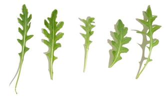 feuilles vertes fraîches de roquette sur fond blanc isolé, vue de dessus photo