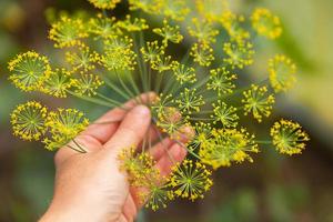 concept de jardinage et d'agriculture. ouvrière agricole féminine récoltant à la main de l'aneth biologique frais et mûr vert dans le lit de jardin. production d'aliments cultivés à la maison bio sains et écologiques. agricultrice cueillant des herbes parfumées. photo