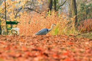 Héron cendré près d'un étang en automne photo