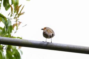 oiseau robin assis sur un bar meatal dans le parc photo