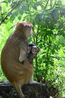 une mère singe nourrit ses petits au milieu de la forêt. bébé singe tète le lait de sa mère photo