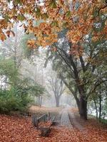 paysage d'automne près du danube, ville de regensburg, europe. marchant dans la forêt un jour de brouillard. photo