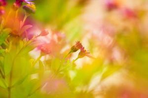 fleurs violettes en automne photo