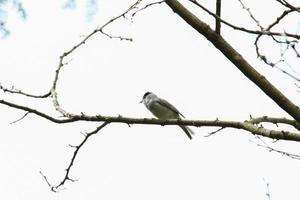 un oiseau mâle à tête noire, sylvia atricapilla, assis sur la branche au printemps. photo