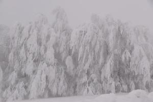 paysage de forêt de montagne par une journée d'hiver brumeuse photo