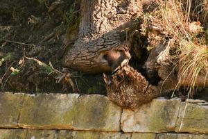 Curieux écureuil roux furtivement derrière le tronc d'arbre photo