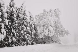 paysage de forêt de montagne par une journée d'hiver brumeuse photo