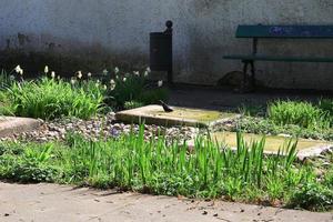 Blackbird mâle, Turdus merula, boire à une fontaine de jardin photo