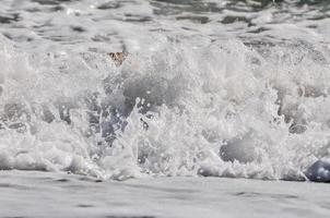 écume de mer. éclabousser d'eau photo