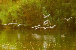 oie sauvage écorchant près du cours d'eau du danube photo