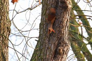 Curieux écureuil roux furtivement derrière le tronc d'arbre photo