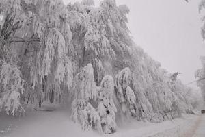 paysage de forêt de montagne par une journée d'hiver brumeuse photo