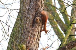Curieux écureuil roux furtivement derrière le tronc d'arbre photo