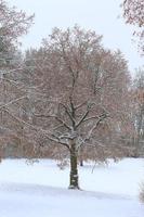 neige blanche sur les branches d'un arbre nu par une journée d'hiver glaciale photo