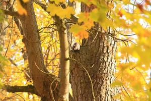 portrait d'écureuil roux eurasien grimpant sur un arbre dans le parc photo