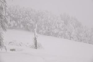 paysage de forêt de montagne par une journée d'hiver brumeuse photo