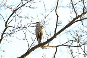 Gros plan d'un héron cendré assis sur des branches d'arbres photo