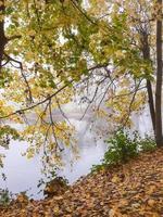 paysage d'automne près du danube, ville de regensburg, europe. marchant dans la forêt un jour de brouillard. photo