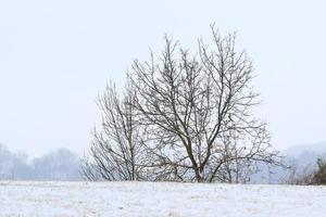 neige blanche sur les branches d'un arbre nu par une journée d'hiver glaciale photo