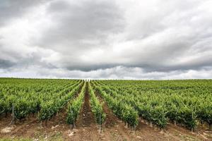 paysage de champ vert avec ciel bleu et nuages orageux. photo