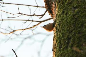 la sittelle eurasienne ou la sittelle des bois, sitta europaea, est un petit oiseau passereau avec le dos bleu et la partie inférieure orange du corps et une tête blanche avec un masque noir photo